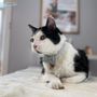 Photo of Animal Hospital of Orleans
