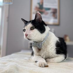 Animal Hospital of Orleans