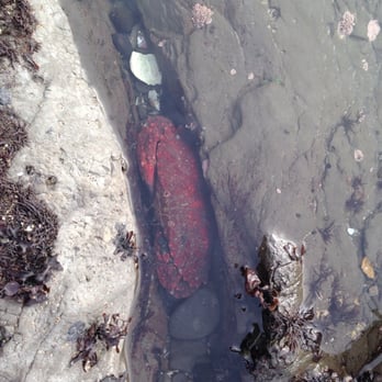 Fitzgerald Marine Reserve - Found a crab just chillin in the tide pools - Parks Near Me - Moss Beach, California Fitzgerald Marine Reserve - Found a crab just chillin in the tide pools - Parks Near Me - Moss Beach, California