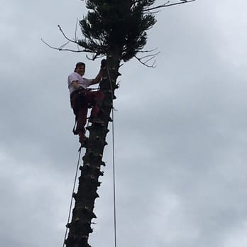 Villatoro Tree Service - Tree Services Near Me - West Palm Beach, Florida Villatoro Tree Service - Tree Services Near Me - West Palm Beach, Florida