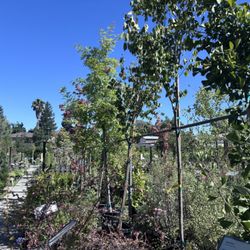 Almaden Valley Nursery