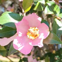 Cotton Hall - Even in late November, the flowers are still blooming at Cotton Hall! The honeybees love the flowers!