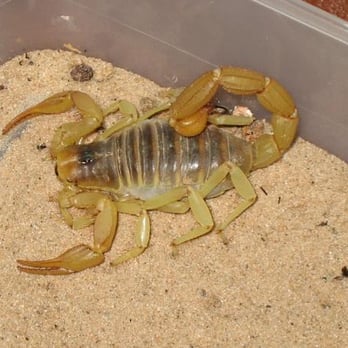 Horn Pest Management - Pest Control Near Me - Tucson, Arizona
