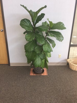 Redmond Orthopedic Clinic PC