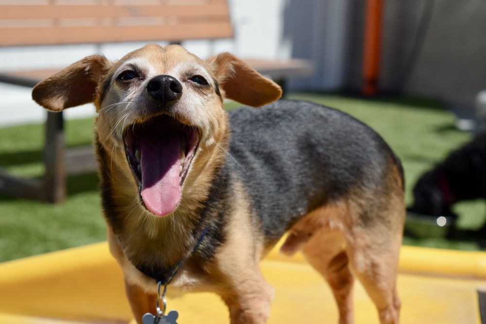 The Hounds Club - pet boarding facility in Glendale, CA