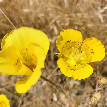 Rancho San Antonio Preserve - Rancho San Antonio 05.20.23|Sat - Parks Near Me - Los Altos, California Rancho San Antonio Preserve - Rancho San Antonio 05.20.23|Sat - Parks Near Me - Los Altos, California