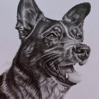 Alice Joy Murphy Fine Art - Detailed 11x14 inch graphite commissioned portrait - Holistic Animal Care Near Me Alice Joy Murphy Fine Art - Detailed 11x14 inch graphite commissioned portrait - Holistic Animal Care Near Me