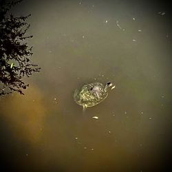 Lakeside Park - Turtles!
