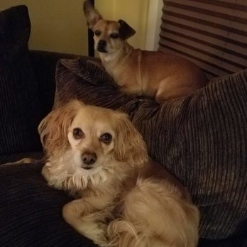 Ginger's Pet Rescue - Animal Shelters Near Me