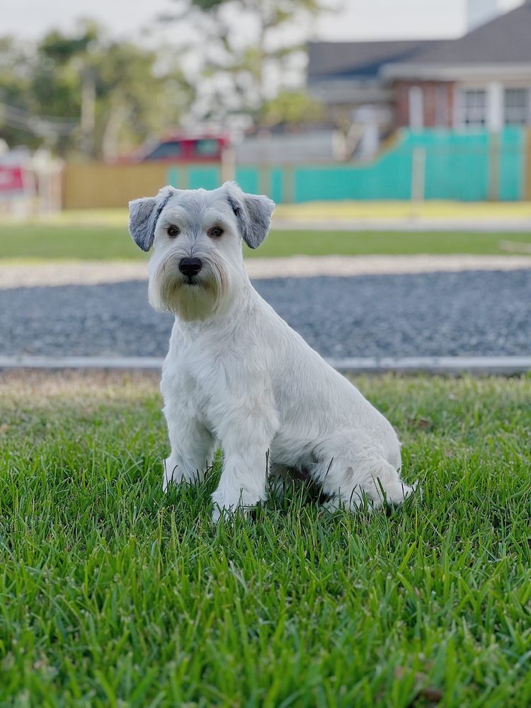 PAW DAT Updated June 2024 205 Sierra Ct, Metairie, Louisiana Pet Boarding Phone Number