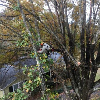 Sox & Freeman Tree Expert - Professional tree pruning. - Tree Services Near Me - Columbia, South Carolina Sox & Freeman Tree Expert - Professional tree pruning. - Tree Services Near Me - Columbia, South Carolina