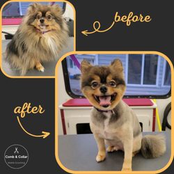 Comb & Collar Mobile Grooming - We love this cutie's transformation!