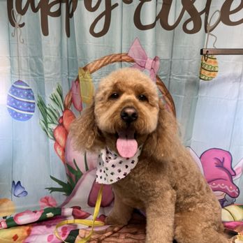 The Doggy Spa - Doodle grooming - Pet Groomers Near Me The Doggy Spa - Doodle grooming - Pet Groomers Near Me