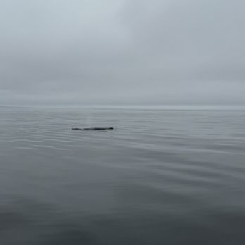 Sea Goddess Whale Watching - Humpback whale - Whale Watching Tours Near Me - Moss Landing, California Sea Goddess Whale Watching - Humpback whale - Whale Watching Tours Near Me - Moss Landing, California