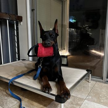 Elevated Canine Academy - Ziggy after a fun play session we learned through Elevated! - Pet Training Near Me