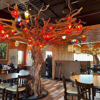 Azteca D' Oro Mexican Restaurant UCF - a tree with red and blue lights - Mexican Near Me - Orlando, Florida