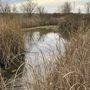 Photo of Stone Lakes National Wildlife Refuge