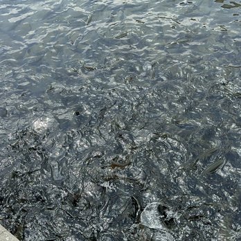 Fillmore Fish Hatchery - Wildlife Control Near Me - Fillmore, California Fillmore Fish Hatchery - Wildlife Control Near Me - Fillmore, California