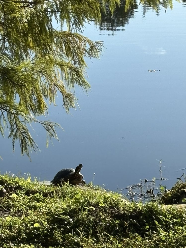 Eagle Nest Park Image