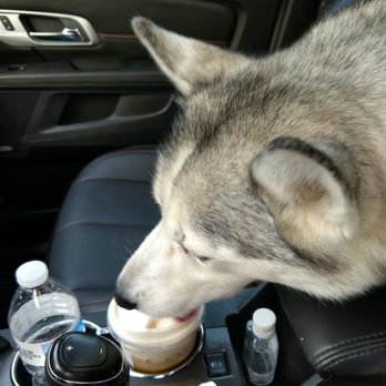 Starbucks - a husky dog in the passenger seat of a car - Coffee & Tea Near Me - Fort Gratiot Twp, Michigan Starbucks - a husky dog in the passenger seat of a car - Coffee & Tea Near Me - Fort Gratiot Twp, Michigan