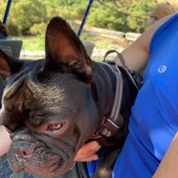 Doggies allowed Doggies allowed