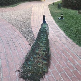 Velas Vallarta - Finally the peacock chilled out LOL - Hotels Near Me - Puerto Vallarta, JAL
