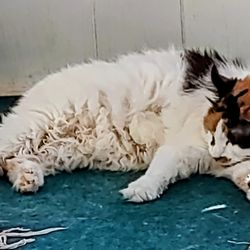 Animal Aid Clinic-South