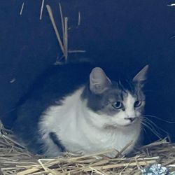 Clear Creek Cat Rescue - Barn cat that Clear Creek helped get fixed and taken to the vet.