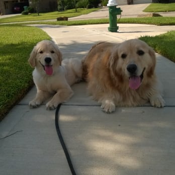 My Perfect K9 - Pet Training Near Me - Houston, Texas My Perfect K9 - Pet Training Near Me - Houston, Texas