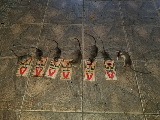 Get Rid of Your Rodent Problem Today! - This job was done for a client who had a rodent problem. We were able to get a Tech out to them in a timely manner since we offer emergency services! Call All Pros Pest Control for the best service available in the Tampa area. Get Rid of Your Rodent Problem Today! - This job was done for a client who had a rodent problem. We were able to get a Tech out to them in a timely manner since we offer emergency services! Call All Pros Pest Control for the best service available in the Tampa area.