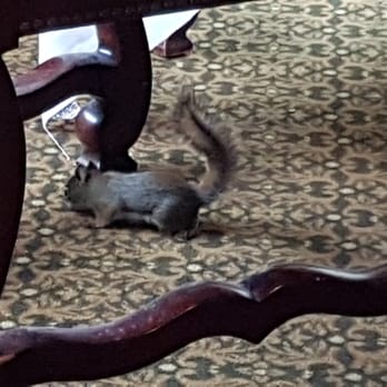 Rustica - A tiny, wild visitor in the house. - Steakhouses Near Me - Canmore, Alberta Rustica - A tiny, wild visitor in the house. - Steakhouses Near Me - Canmore, Alberta