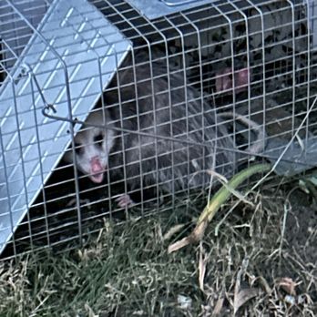 Critter Removal Indianapolis - Possum! Not the pesky raccoon so no charge for them to just let it out - Pest Control Near Me - Indianapolis, Indiana Critter Removal Indianapolis - Possum! Not the pesky raccoon so no charge for them to just let it out - Pest Control Near Me - Indianapolis, Indiana