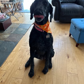 Grubby Dogs - Lucy - Pet Groomers Near Me - Murrieta, California Grubby Dogs - Lucy - Pet Groomers Near Me - Murrieta, California