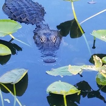 Anhinga Trail - Hiking Near Me - Homestead, Florida Anhinga Trail - Hiking Near Me - Homestead, Florida