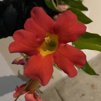 Ayala's Nursery - Nurseries & Gardening Near Me - Chino, California