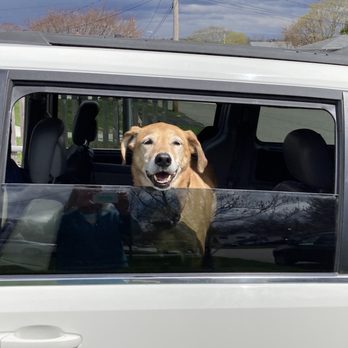 Gold Star Auto Sales - We are happy; dogs are happy. Thank you CC. - Used Car Dealers Near Me - Johnston, Rhode Island Gold Star Auto Sales - We are happy; dogs are happy. Thank you CC. - Used Car Dealers Near Me - Johnston, Rhode Island