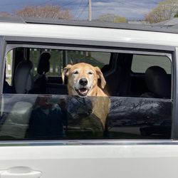 Gold Star Auto Sales - We are happy; dogs are happy. Thank you CC.