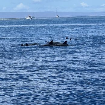 Hawaii Ocean Rafting - Hawaiian spinner dolphins - Boat Tours Near Me - Lahaina, Hawaii Hawaii Ocean Rafting - Hawaiian spinner dolphins - Boat Tours Near Me - Lahaina, Hawaii