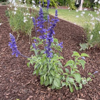 SK Landscape Design - I wished for flowers and they more than delivered! - Gardeners Near Me - Northridge, California SK Landscape Design - I wished for flowers and they more than delivered! - Gardeners Near Me - Northridge, California