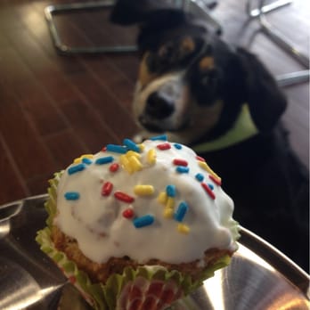 Hounds Around Town - Porkchop and her PUPcake! - Pet Stores Near Me - Whitefish Bay, Wisconsin