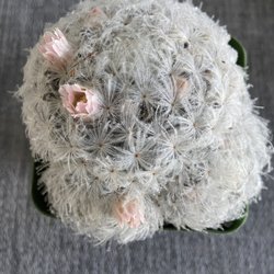 Mezcala Nursery - Another unknown Hairy furry cactus !