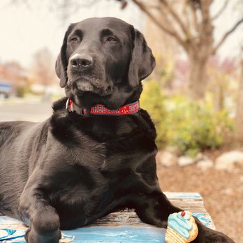 southeastern guide dog adoption