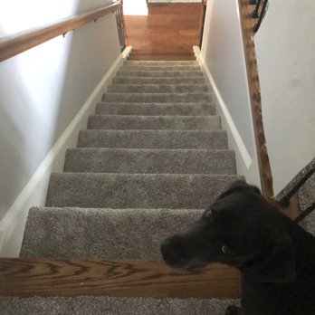 Hardwood Floors & More - a dog sitting on the stairs - Flooring Near Me - Evans, Georgia Hardwood Floors & More - a dog sitting on the stairs - Flooring Near Me - Evans, Georgia