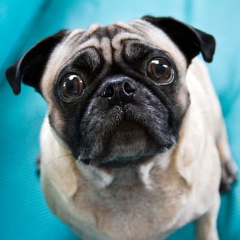 So Phetch Philly - Dog Walkers Near Me So Phetch Philly - Dog Walkers Near Me