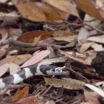 El Capitan State Beach - California Kingsnake found a few feet from our tent. - Parks Near Me - Goleta, California El Capitan State Beach - California Kingsnake found a few feet from our tent. - Parks Near Me - Goleta, California