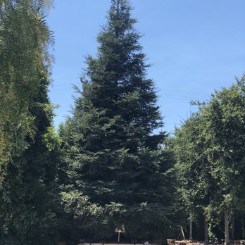 Moon Valley Nurseries - Gorgeous Redwood! - Nurseries & Gardening Near Me - Gilroy, California