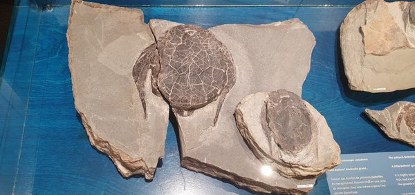 Miguasha National Park by null