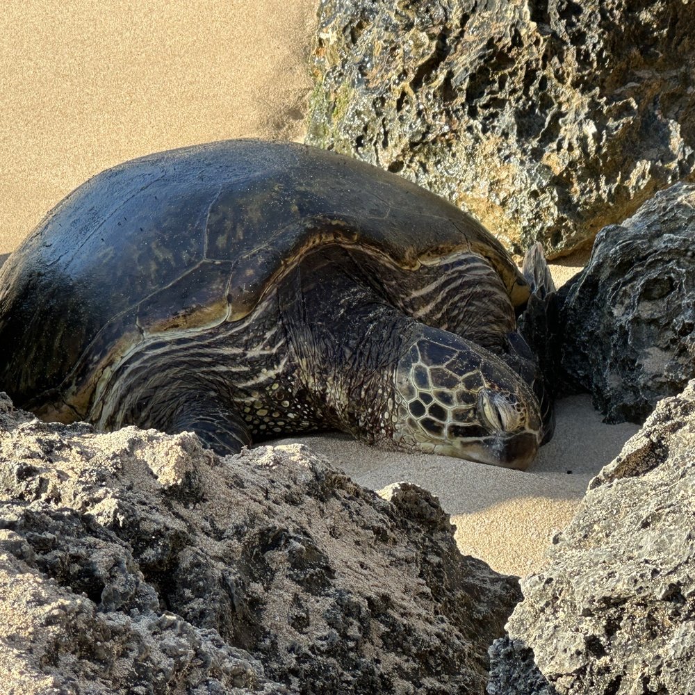 Turtle laying on the sand Turtle laying on the sand