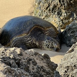 Turtle laying on the sand Turtle laying on the sand
