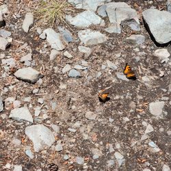 California tortoiseshell butterflies were everywhere